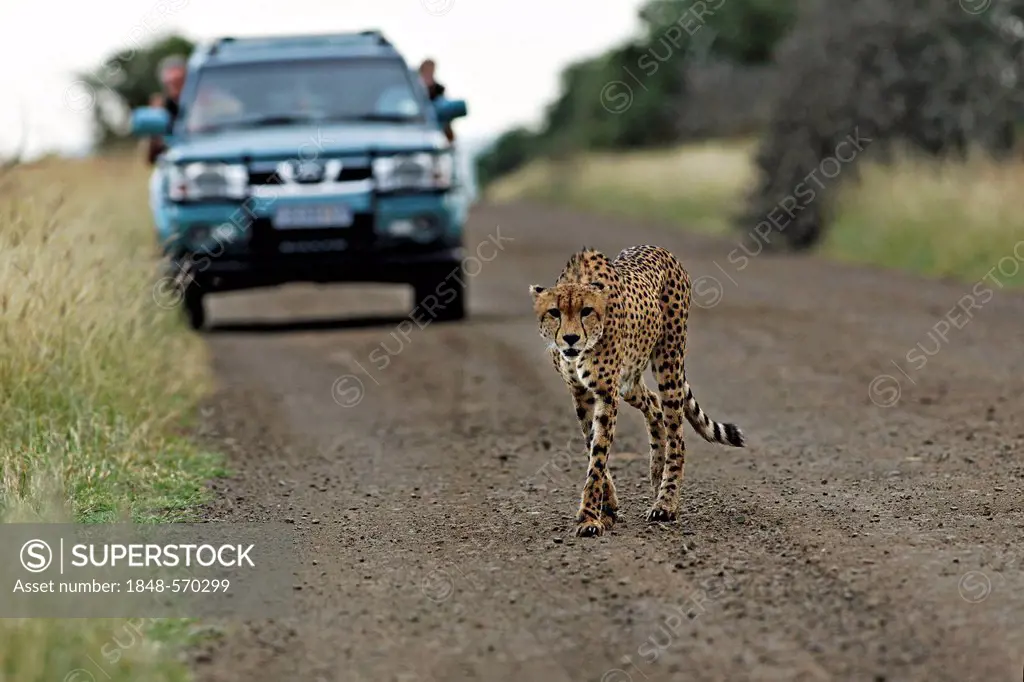 Cheetah (Acinonyx jubatus) walking in front of a car on a dirt road, Kruger National Park, South Africa