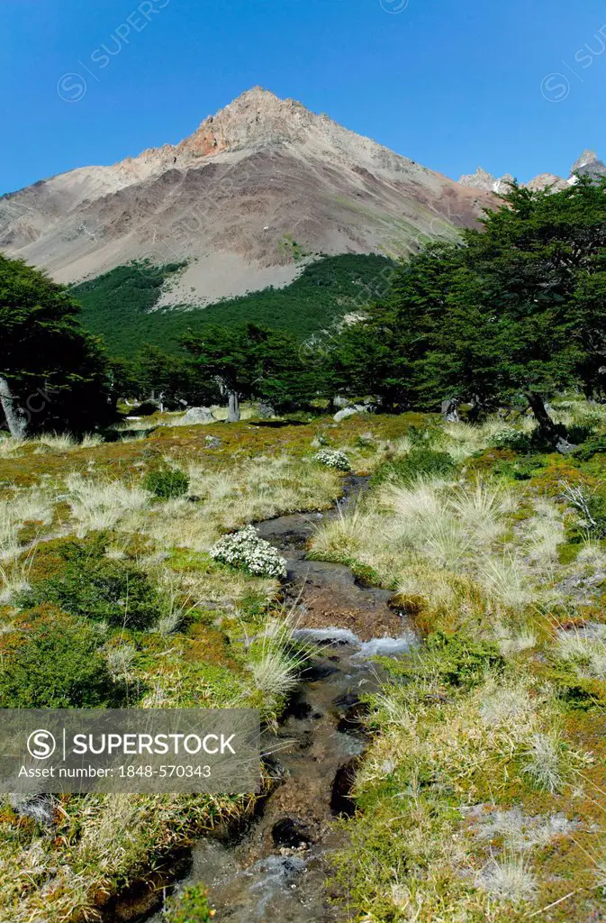 Forest of Coihue or Coiguee trees (Nothofagus dombeyi), Los Glaciares National Park, UNESCO World Heritage Site, El Chalten, Cordillera, Santa Cruz pr...