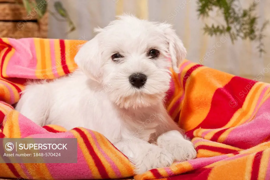 White Miniature Schnauzer puppy with a blanket