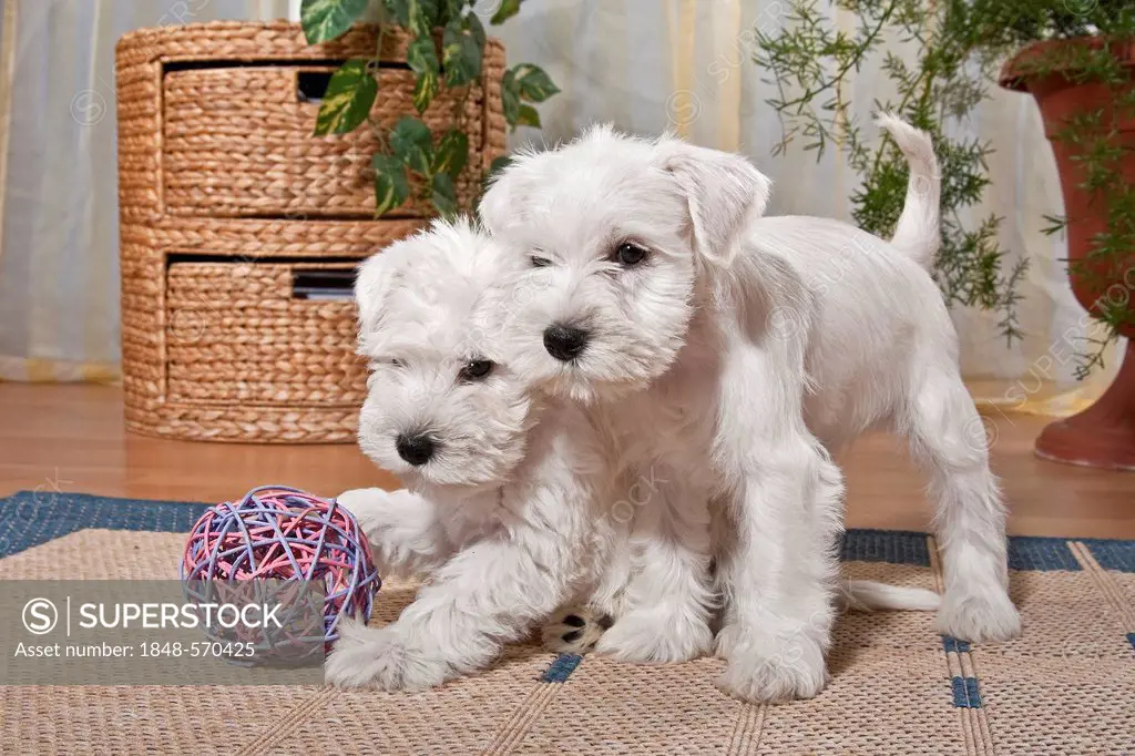 Two white Miniature Schnauzer puppies playing in an apartment