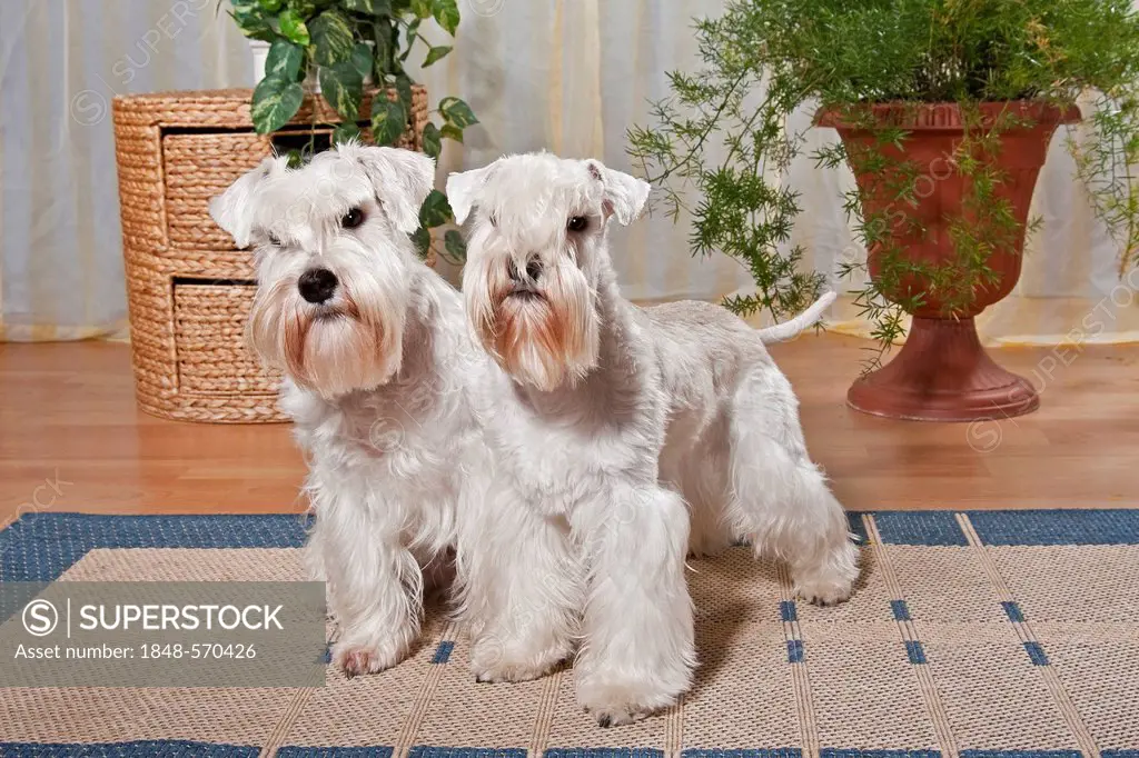 Two white Miniature Schnauzers with standard grooming in an apartment