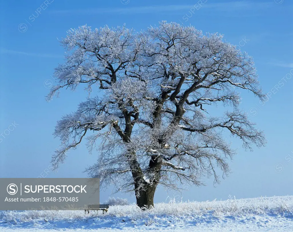 Solitary old Oak (Quercus robur), with a wooden bench in the snow, Thuringia, Germany, Europe