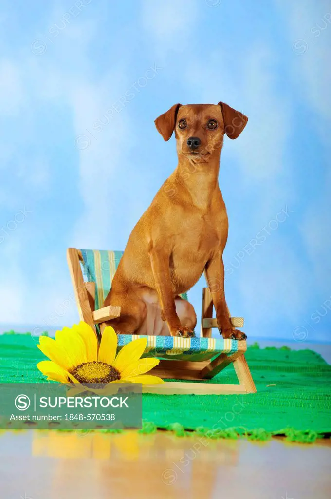 Miniature Pinscher, sitting on a miniature deck chair beside a Sunflower