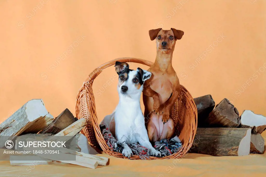 Miniature Pinscher and Parson Russell Terrier sitting in a wicker basket next to firewood