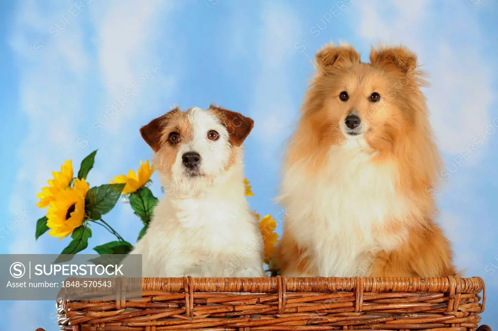 Parson Russell Terrier and a Sheltie or a Shetland Sheepdog in a wicker basket