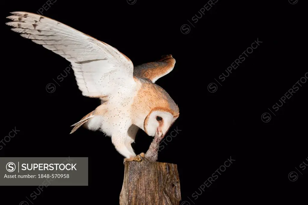 Barn Owl (Tyto alba) feeding on mouse on a fence post, Vulkaneifel district, Rhineland-Palatinate, Germany, Europe