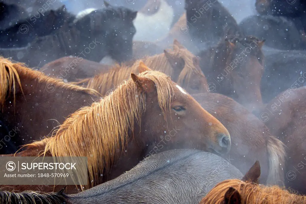 Iceland horses, biggest horse drive of Iceland, Laufskálarétt, Hjaltadalur, Skagafjoerður or Skagafjoerdur, nothern Iceland, Europe