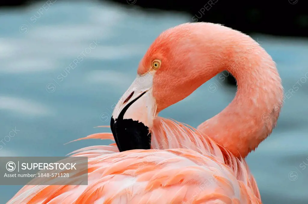 Cuba Flamingo (Phoenicopterus ruber), preening, Hanseatic City of Hamburg, Germany, Europe