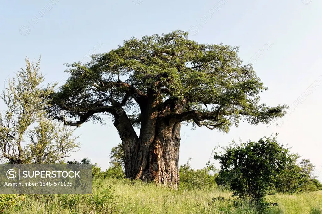 African baobab tree (Adansona digitata), Kruger National Park, South Africa