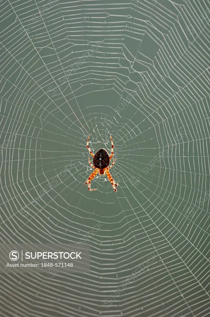 European Garden Spider, Diadem Spider or Cross Orbweaver (Araneus diadematus) in a web, The Netherlands, Europe