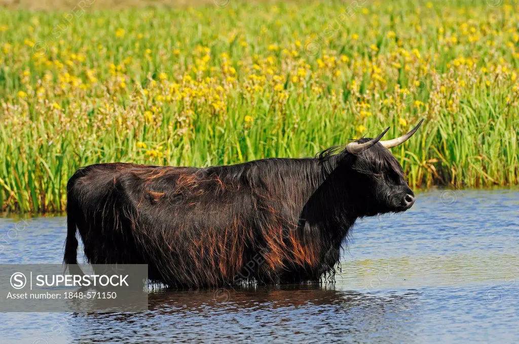 Scottish Highland Cattle (Bos primigenius f. taurus) standing in the water, Texel, The Netherlands, Europe