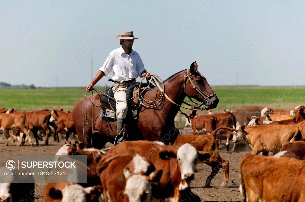 Gaucho on horseback, driving cattle, Estancia San Isidro del Llano towards Carmen Casares, Buenos Aires province, Argentina, South America