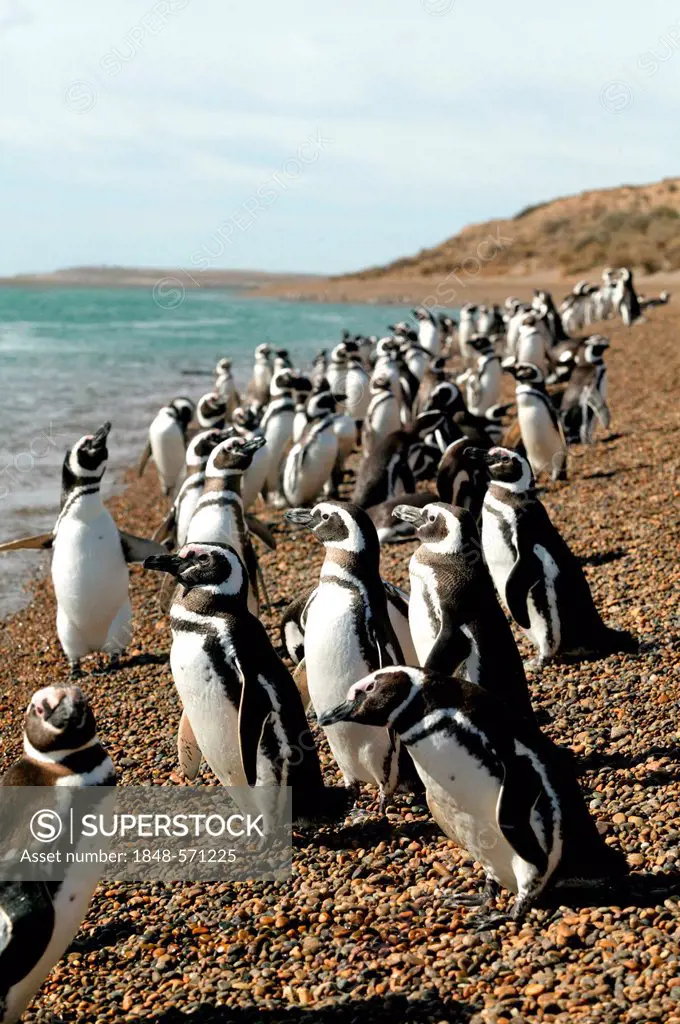 Magellanic penguins (Spheniscus magellanicus), Chubut province, Patagonia, Argentina, South America