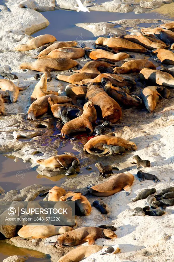 South American sea lions (Otaria flavescens), Peninsula Valdes, Chubut province, Patagonia, Argentina, South America
