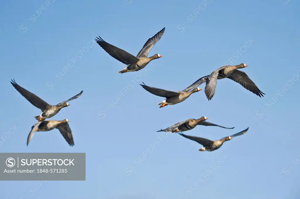 Greater white-fronted geese (Anser albifrons) in flight, Upper Austria, Europe