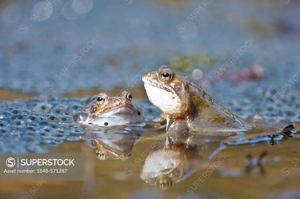 Common frogs (Rana temporaria), spawn, Kalkalpen, Limestone Alps National Park, Upper Austria, Austria, Europe