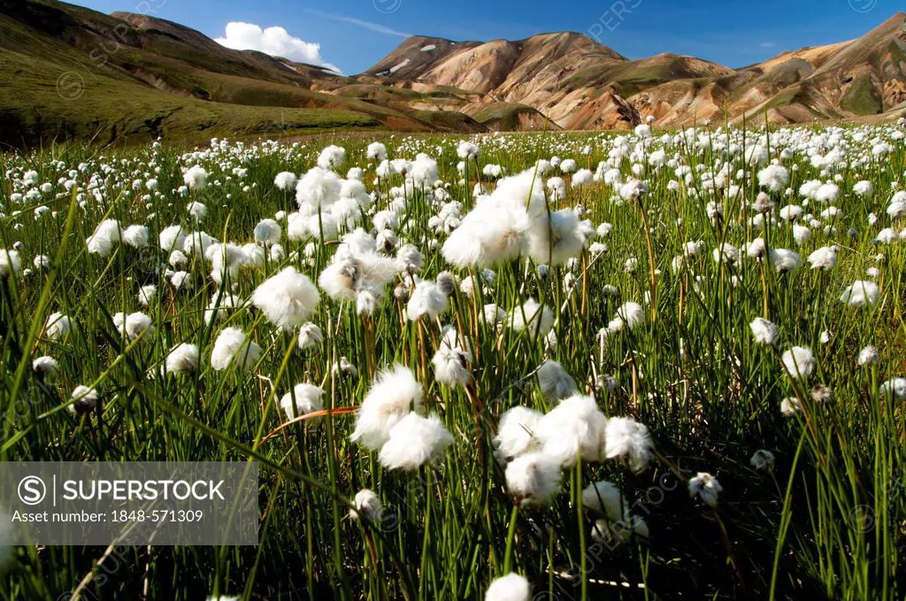 A meadow of cottongrass (Eriophorum sp.) and rhyolite mountains on the Laugavegur hiking trail, Landmannalaugar Hrafntinnusker, Fjallabak Nature Reser...