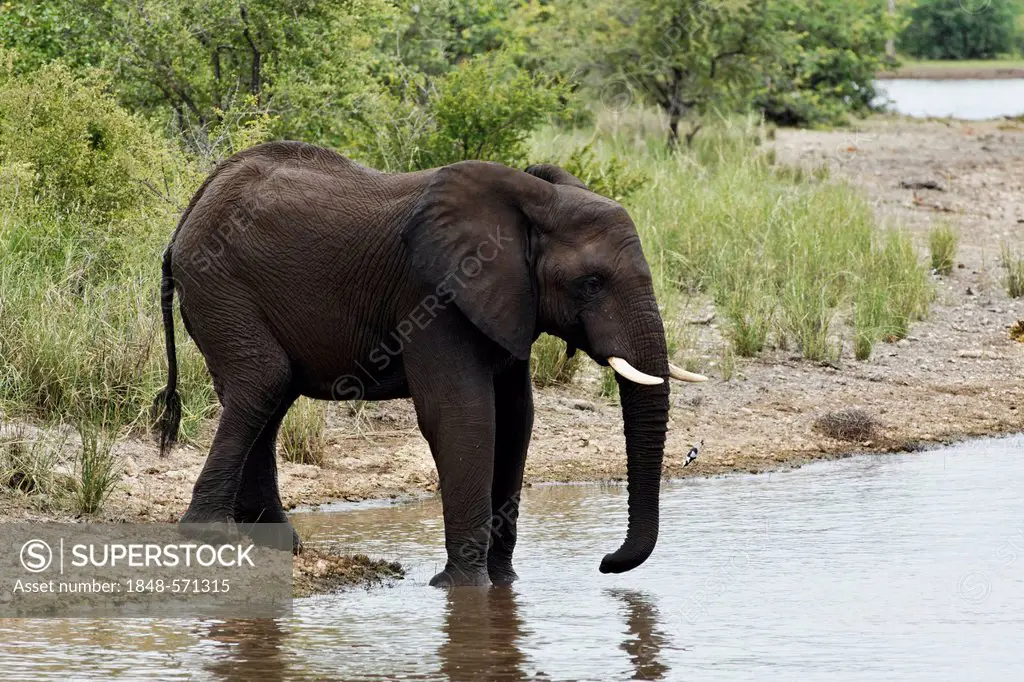 African elephant (Loxodonta africana) standing at the edge of water, Kruger National Park, South Africa