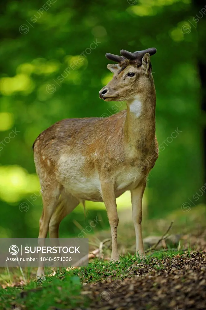 Fallow deer (Dama dama), with growing antlers, wildlife enclosure, Lower Saxony, Germany, Europe, PublicGround