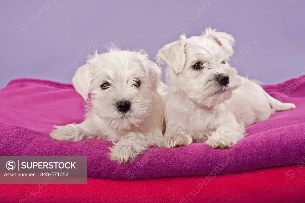 Two white Miniature Schnauzer puppies on a pillow