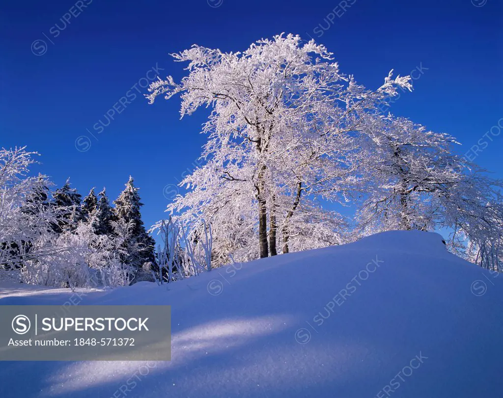Winter landscape in Grosser Inselsberg Nature Reserve, near Brotterode, Thuringian Forest, Thuringia, Germany, Europe