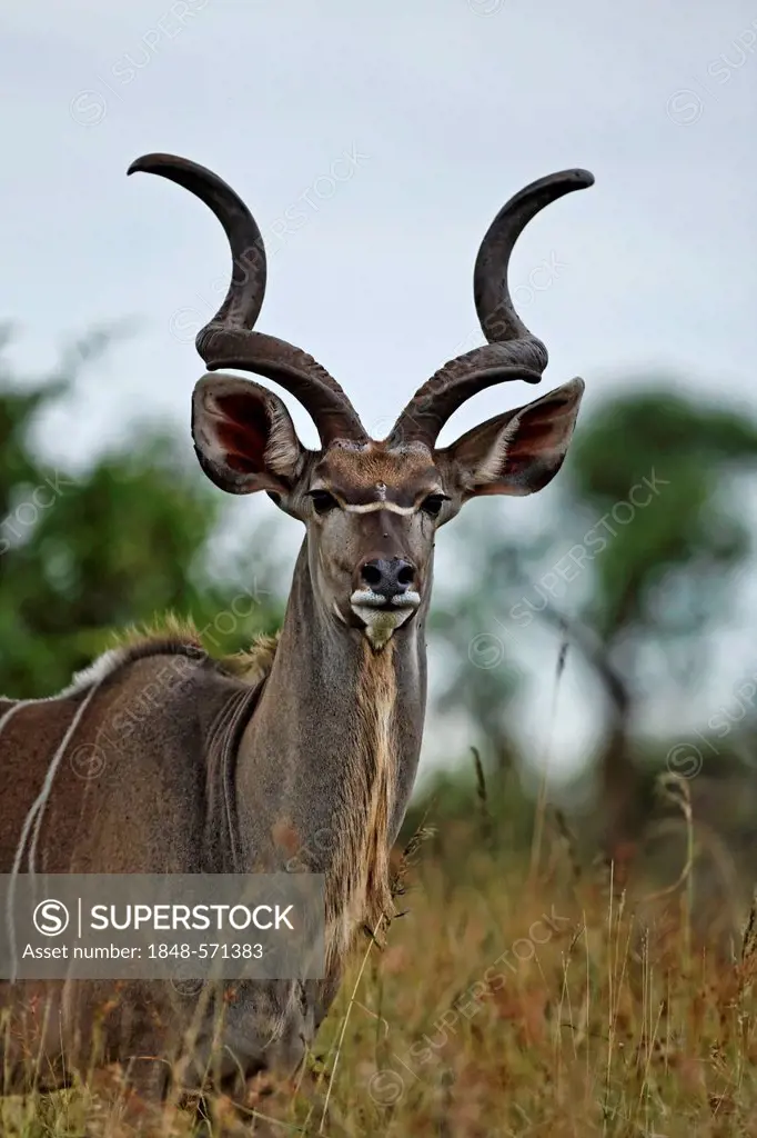 Kudu (Tragelaphus strepsiceros) bull, portrait, Kruger National Park, South Africa