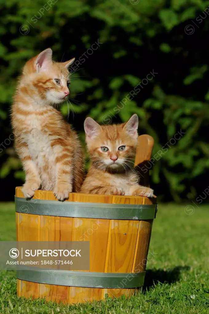 Two red-tigered domestic kittens in a wooden tub