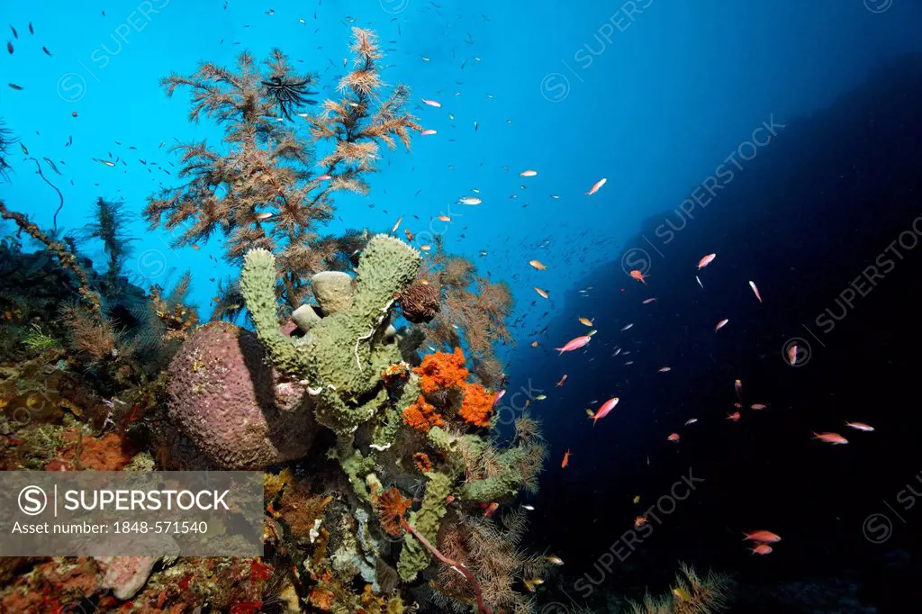Coral reef wall with different sponges and corals, Great Barrier Reef, UNESCO World Heritage Site, Cairns, Queensland, Australia, Pacific