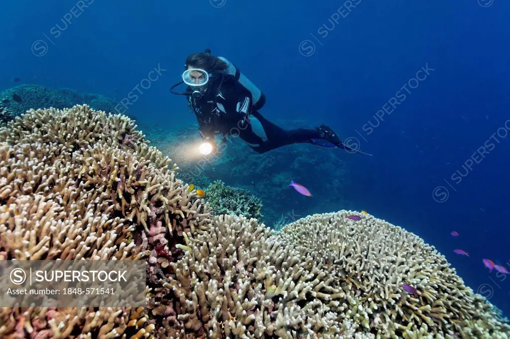 Scuba diver with torch looking at coral reef with Finger Coral (Porites attenuata), Great Barrier Reef, UNESCO World Heritage Site, Cairns, Queensland...