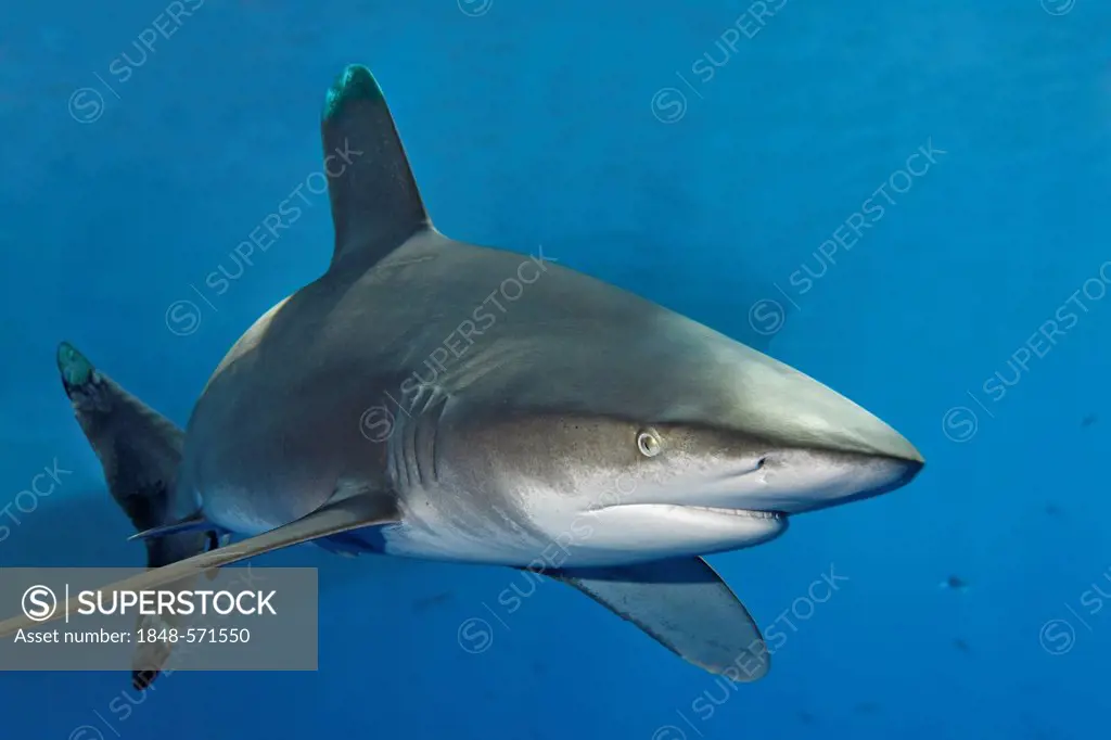 Oceanic Whitetip Shark (Carcharhinus longimanus) in blue water, shadow of boat in the back, Great Barrier Reef, UNESCO World Heritage Site, Cairns, Qu...