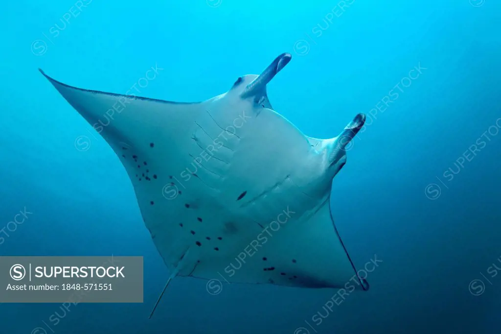 Manta Ray (Manta birostris) swimming in blue water, Great Barrier Reef, UNESCO World Heritage Site, Cairns, Queensland, Australia, Pacific