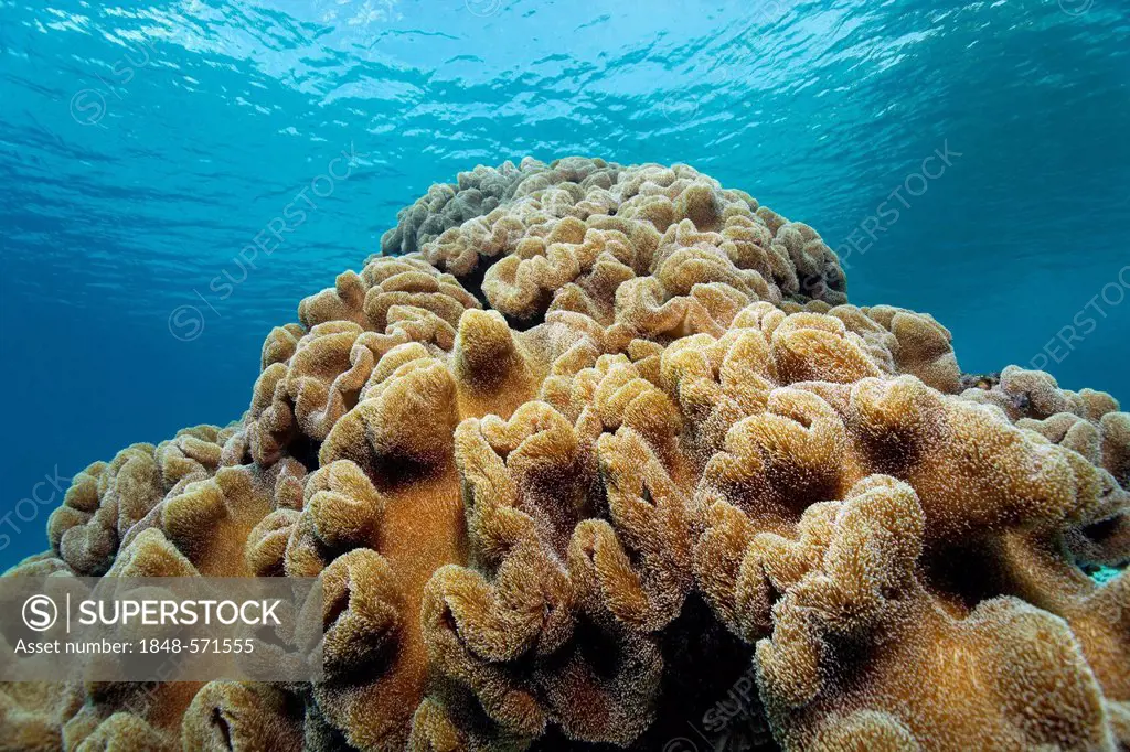 Leather Coral (Sarcophyton sp.) at coral reef, Great Barrier Reef, UNESCO World Heritage Site, Cairns, Queensland, Australia, Pacific
