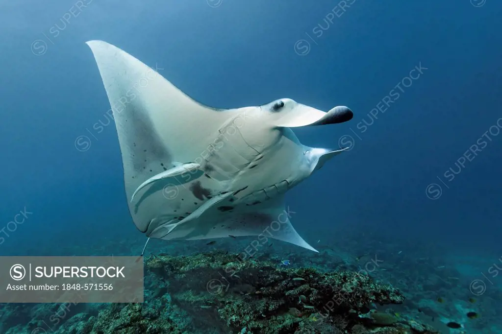 Manta Ray (Manta birostris) with Remora (Echeneis naucrates) swimming above coral reef to cleaning station, Great Barrier Reef, UNESCO World Heritage ...