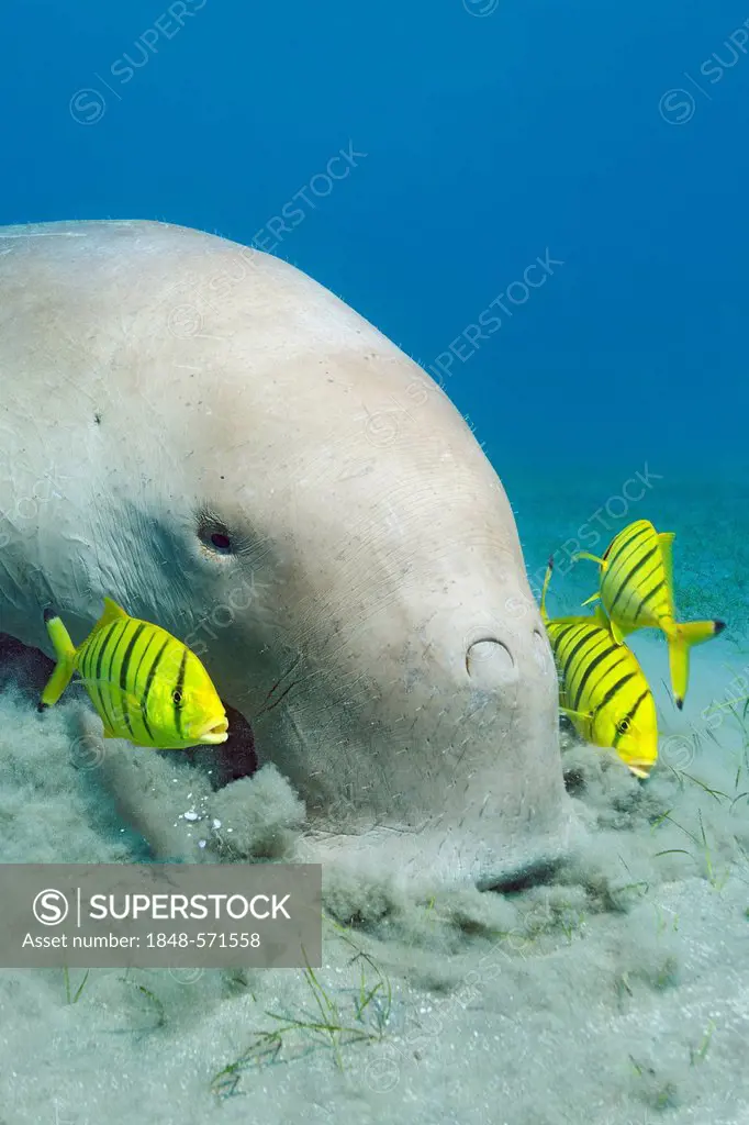 Dugong (Dugong dugon) feeding on seagrass bed, with Golden Trevallys (Gnathanodon speciosus), Great Barrier Reef, UNESCO World Heritage Site, Cairns, ...