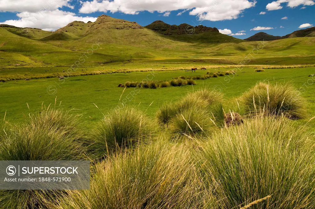 Horses and sheep in the highlands, Drakensberg, Kingdom of Lesotho, southern Africa