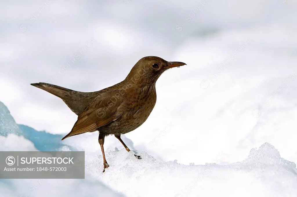 Blackbird (Turdus merula), female, in the snow, Terfener Forchat, Terfens, Tyrol, Austria, Europe
