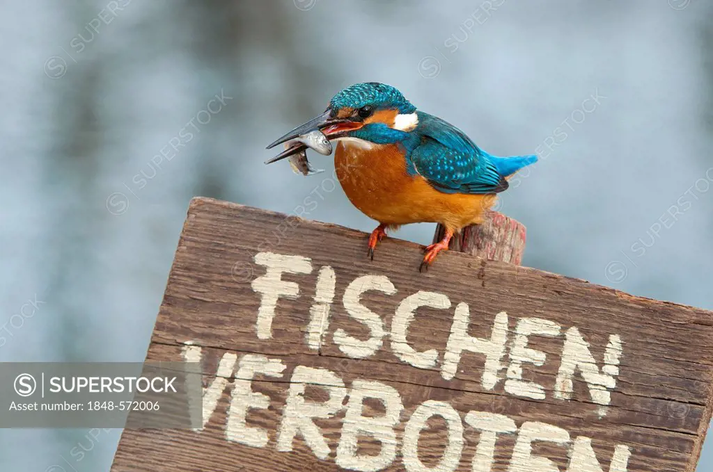 Kingfisher (Alcedo atthis), perched on a German no fishing sign, Tratzberg landscape conservation area, Tyrol, Austria, Europe