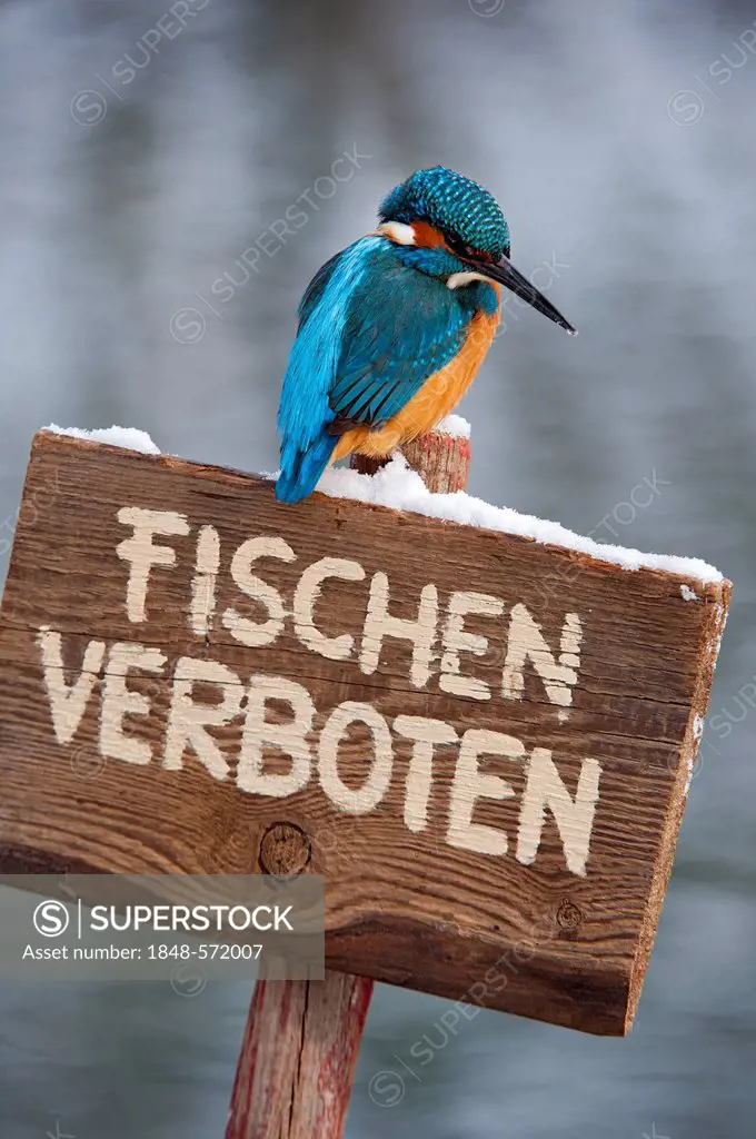 Kingfisher (Alcedo atthis), perched on a German no fishing sign, Tratzberg landscape conservation area, Tyrol, Austria, Europe