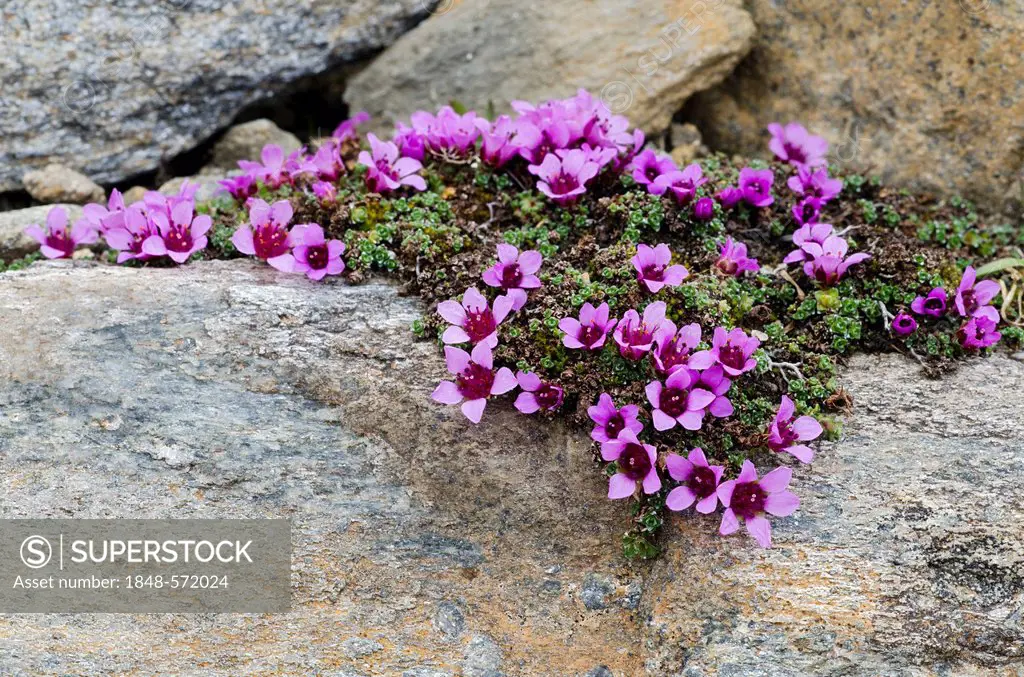 Purple mountain saxifrage (Saxifraga oppositifolia subsp. Oppositifolia), Gamsgrube, Hohe Tauern National Park, Carinthia, Austria, Europe