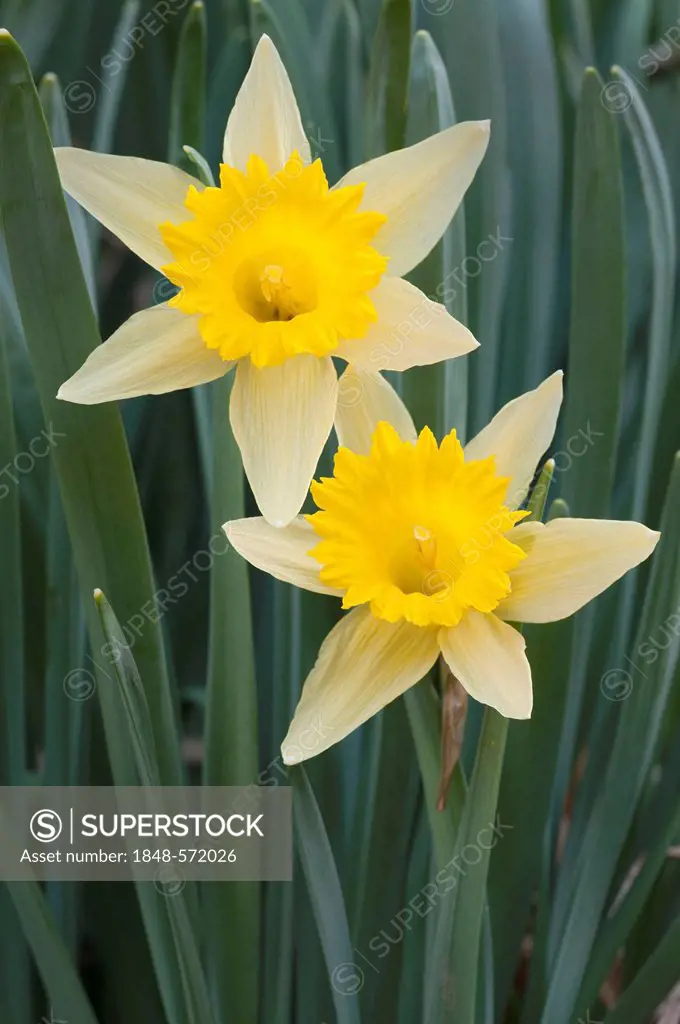 Wild daffodils (Narcissus pseudonarcissus), Schwaz, Tyrol, Austria, Europe
