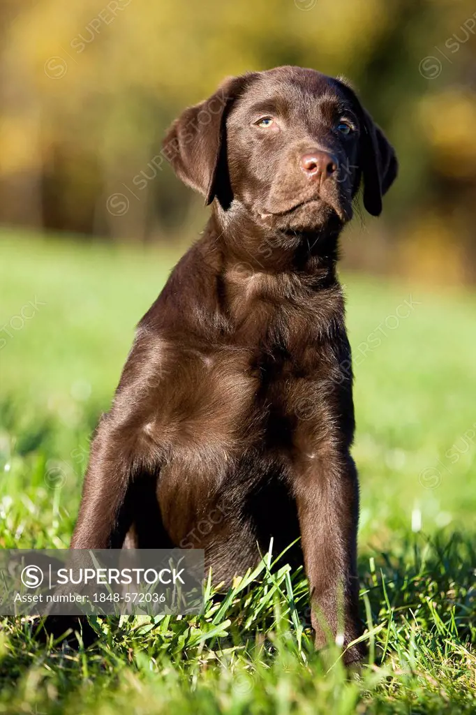 Brown Labrador puppy, North Tyrol, Austria, Europe