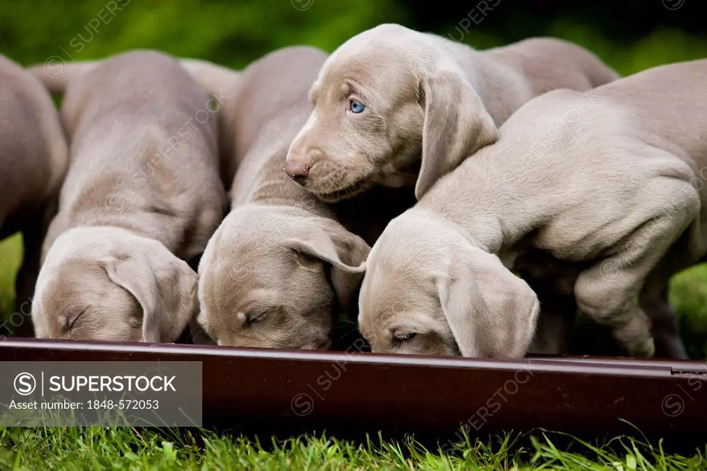 Weimaraner dogs, puppies, eating from a communal bowl, North Tyrol, Austria, Europe