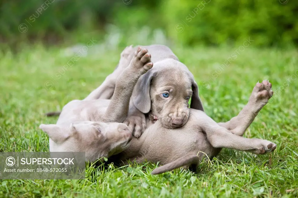 Weimaraner dogs, puppies, playing on a meadow, North Tyrol, Austria, Europe