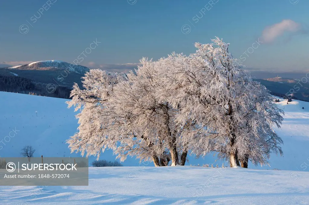 Wind-shaped beech trees with fresh snow with morning light, view to Mt Belchen, Mt Schauinsland near Freiburg in the Black Forest, Baden-Wuerttemberg,...
