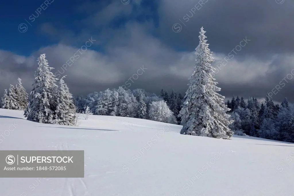 Firs in the fresh snow on Kandel mountain, Black Forest mountain range near Freiburg, Baden-Wuerttemberg, Germany, Europe, PublicGround