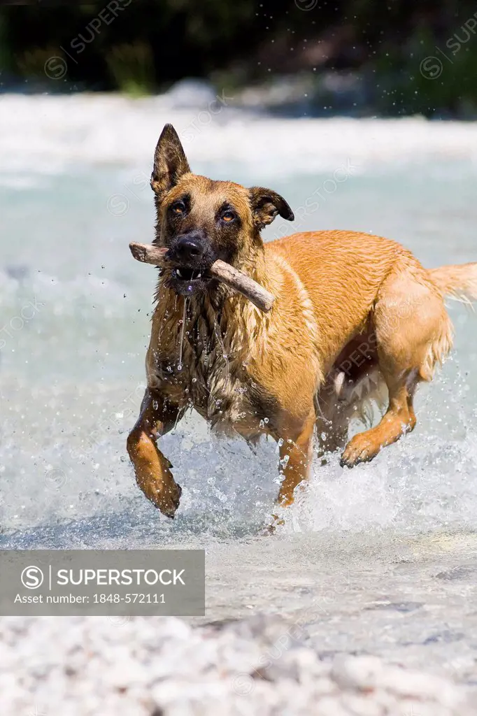 Belgian Shepherd or Malinois retrieving a stick out of water, North Tyrol, Austria, Europe