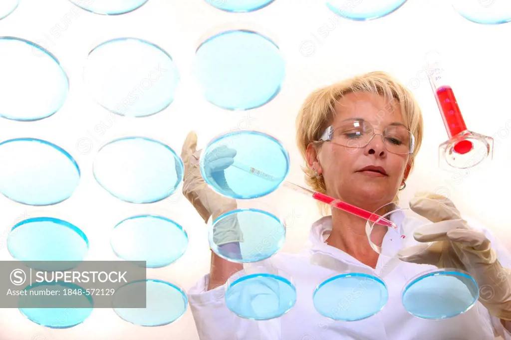 Laboratory technician working with bacteria cultures in petri dishes in the lab