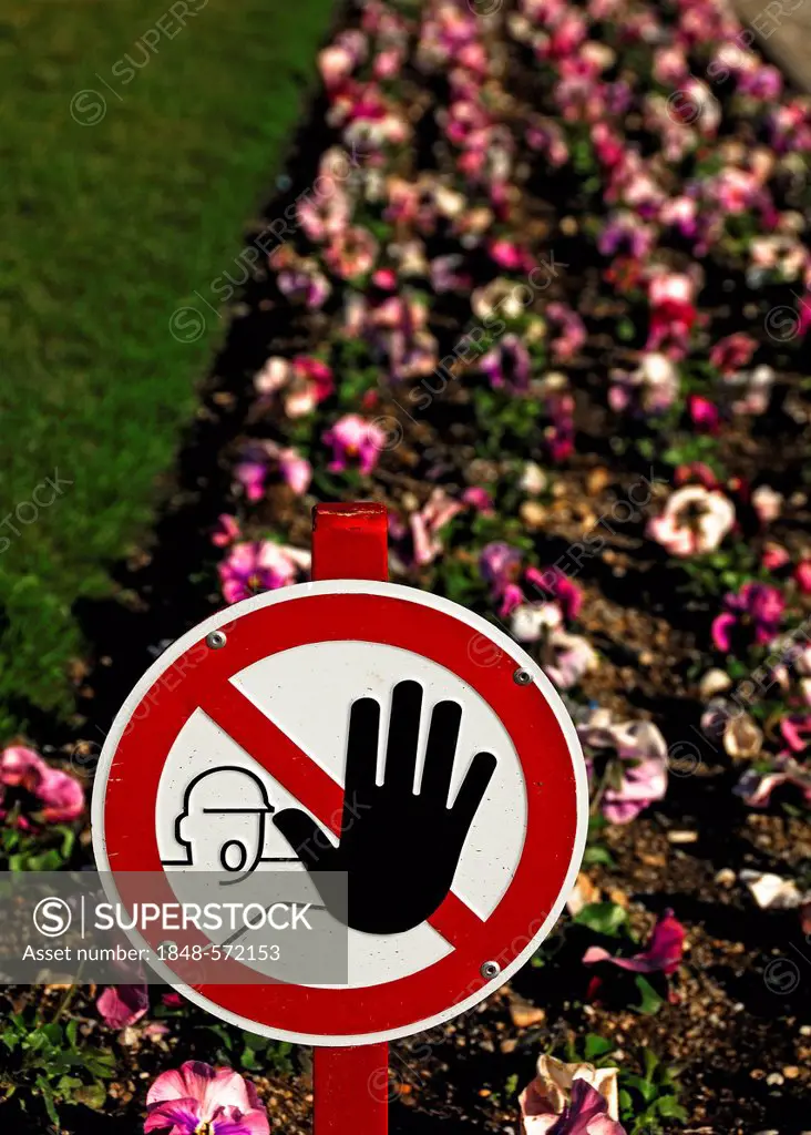 Prohibition sign, do not enter the flower beds, in front of flowering Pansies (Viola tricolor), Hofgarten garden on Odeonplatz square, Munich, Bavaria...