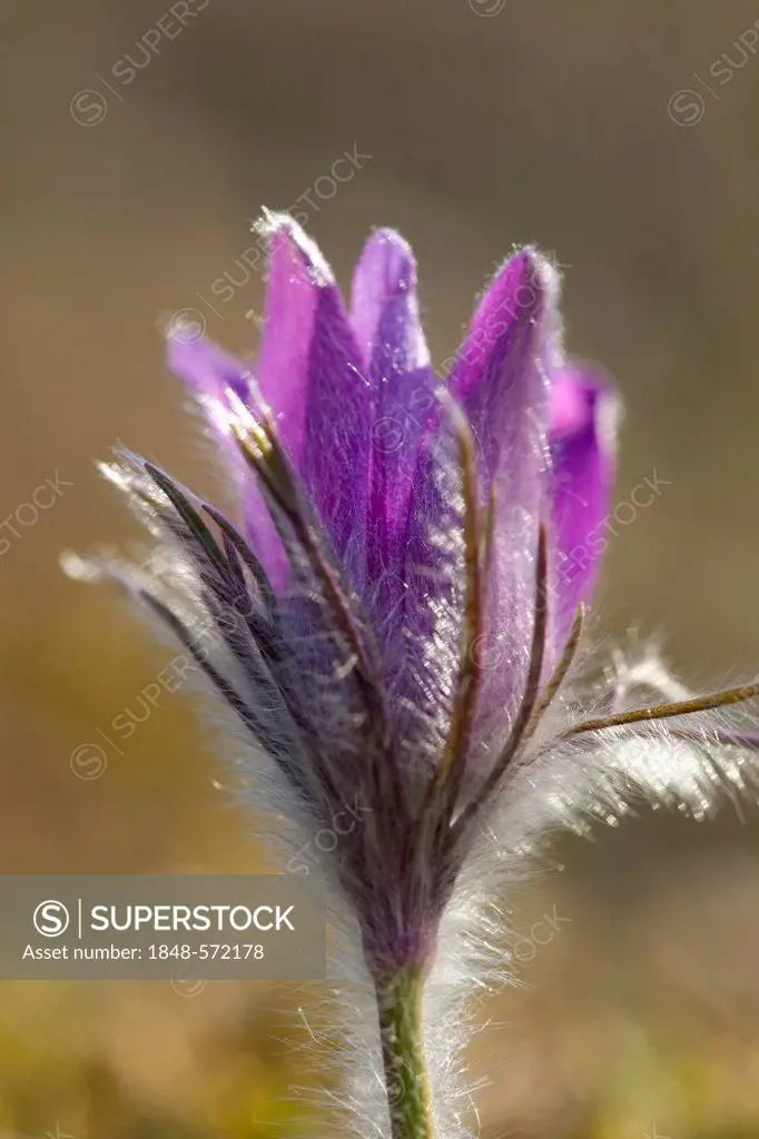 Common pasque flower (Pulsatilla vulgaris), Vulkaneifel district, Rhineland-Palatinate, Germany, Europe