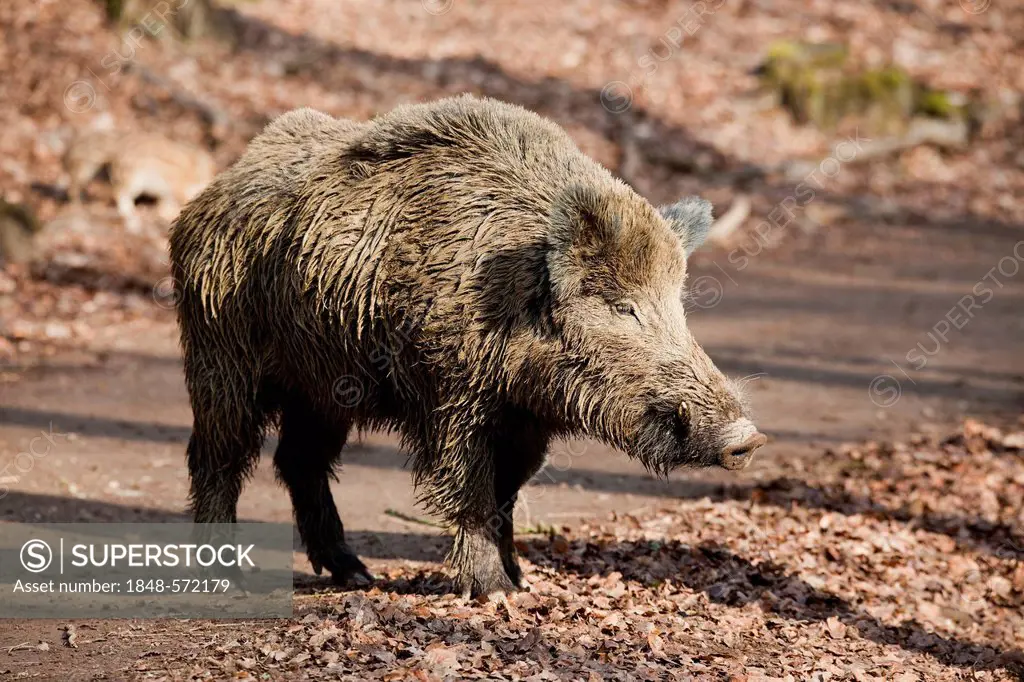Wild boar (Sus scrofa), boar, male, Wildpark Vulkaneifel wildlife park, Rhineland-Palatinate, Germany, Europe